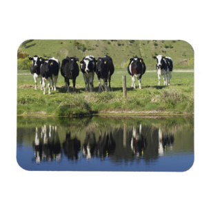Cows reflected in canal, Henley, Taieri Plain, Magnet