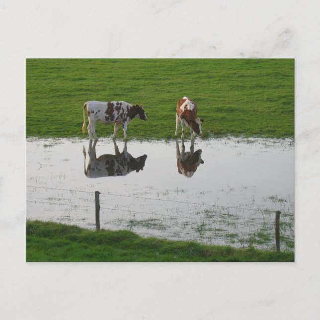 Cows Reflections in Water Postcard (Front)