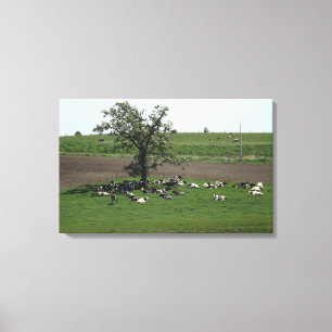 Cows Sitting under a Tree Midwest Farm Landscape Canvas Print