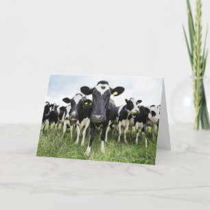 Cows standing in a row looking at camera card