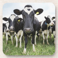 Cows standing in a row looking at camera