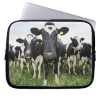 Cows standing in a row looking at camera