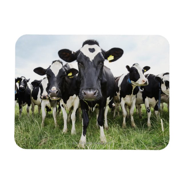 Cows standing in a row looking at camera magnet (Horizontal)