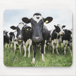 Cows standing in a row looking at camera mouse mat
