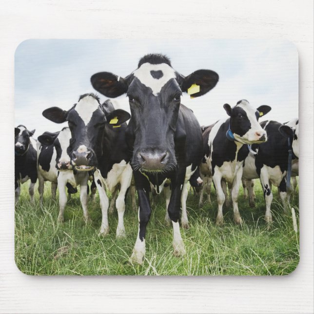 Cows standing in a row looking at camera mouse mat (Front)