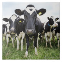Cows standing in a row looking at camera