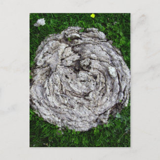 Cow's Stuff Postcard