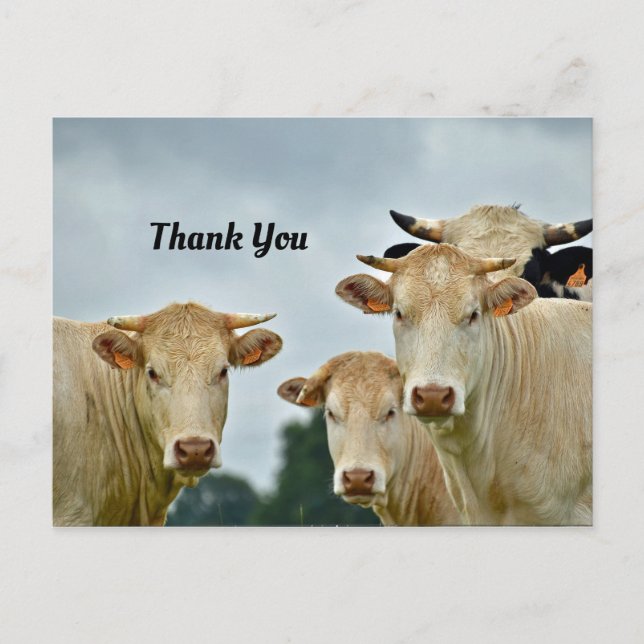 Cows Thank You Postcard (Front)