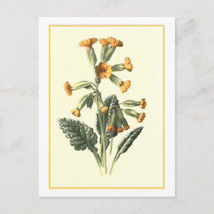 "Cowslip" Botanical Illustration Postcard