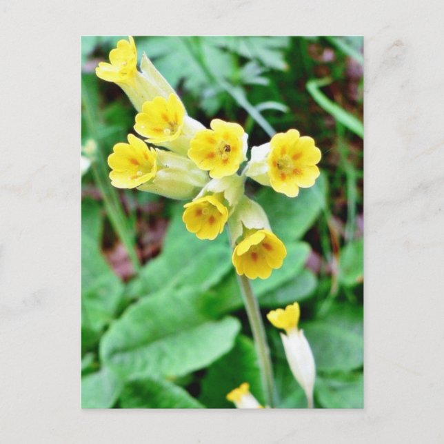 Cowslip Flower Postcard (Front)