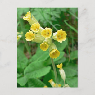 cowslip flower postcard