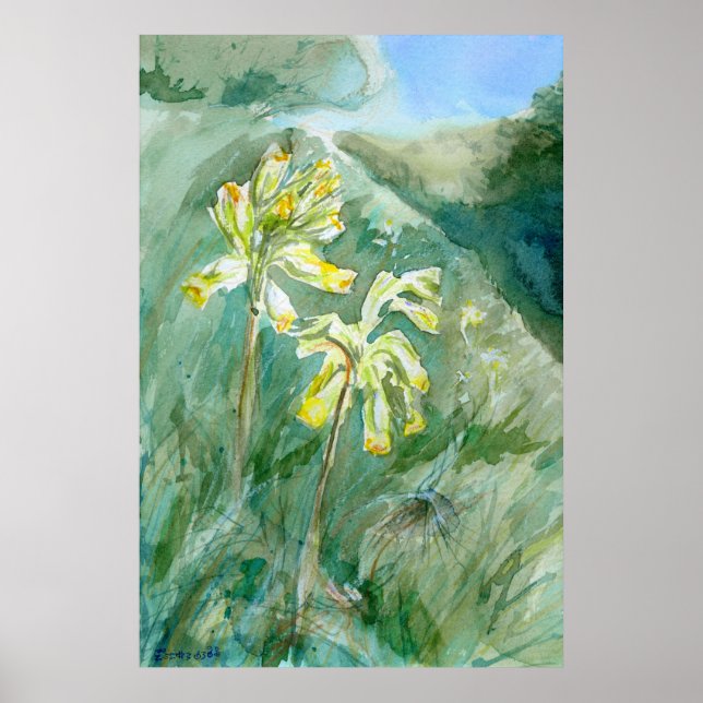 Cowslips Primula veris on a grassy bank Poster (Front)