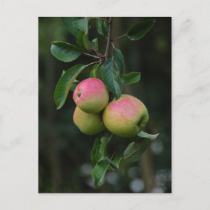 Cox Orange Apple Postcard