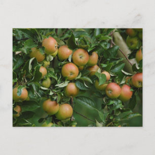 Cox Orange Apple Postcard