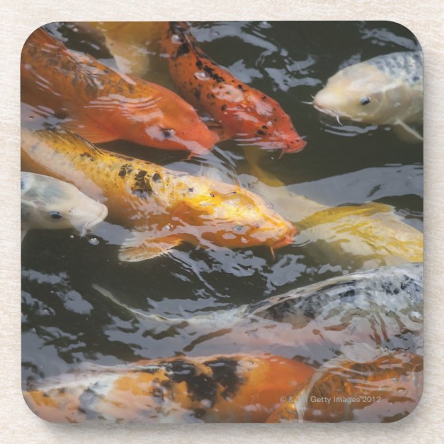 Coy Fish Coaster (Front)