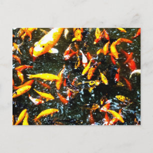 Coy Fish Postcard