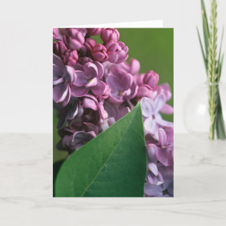 Coy Lilac Greeting Card