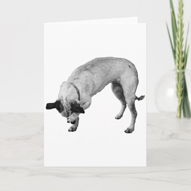 Coy Paw, Warm Wishes Card (Front)