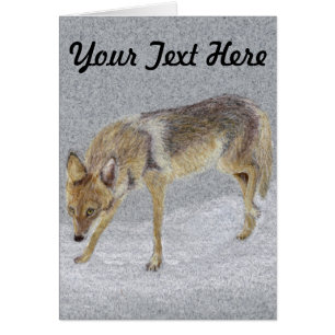 Coyote