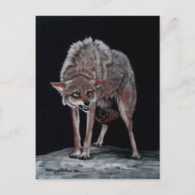 Coyote 2 postcard (Front)