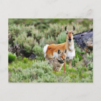 Coyote And Antelope In Yellowstone Park Postcard