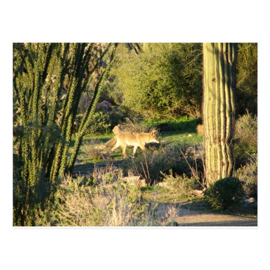 Coyote_at_dawn Postcard