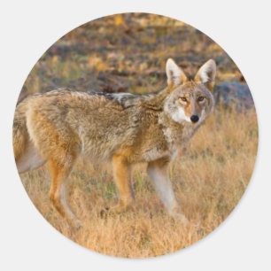 Coyote (Canis Latrans) Hunting Classic Round Sticker
