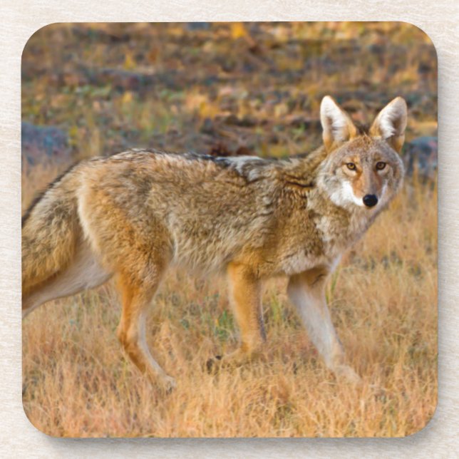 Coyote (Canis Latrans) Hunting Coaster (Front)