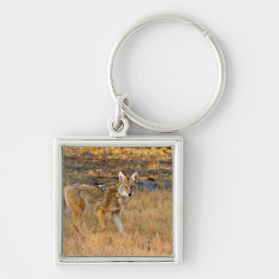 Coyote (Canis Latrans) Hunting Key Ring