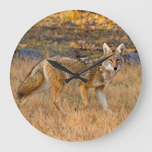 Coyote (Canis Latrans) Hunting Large Clock (Front)