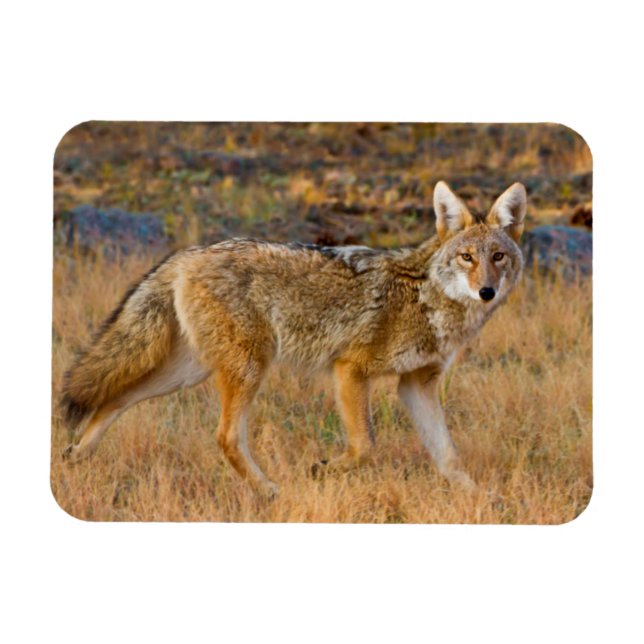 Coyote (Canis Latrans) Hunting Magnet (Horizontal)