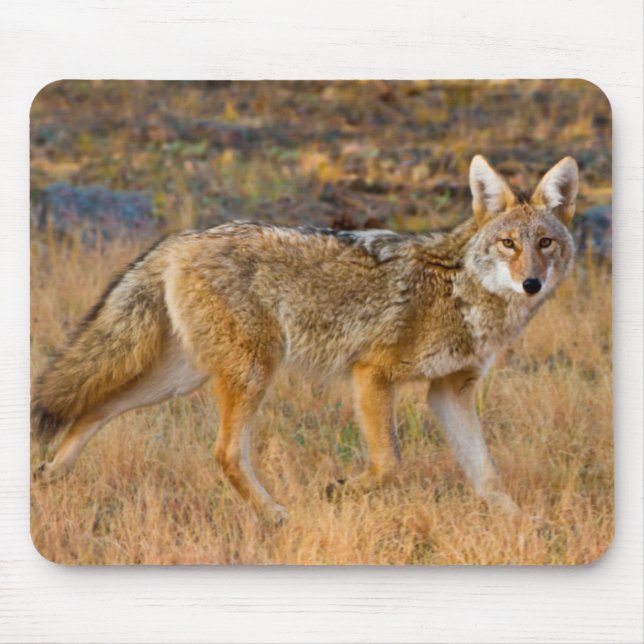 Coyote (Canis Latrans) Hunting Mouse Mat (Front)