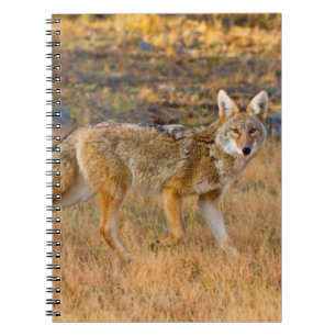 Coyote (Canis Latrans) Hunting Notebook