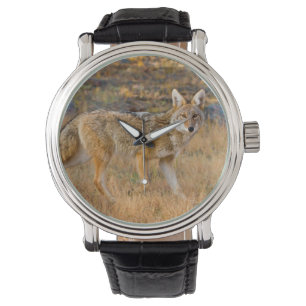 Coyote (Canis Latrans) Hunting Watch