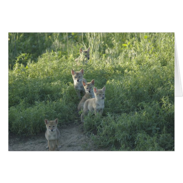 Coyote Clan (Front Horizontal)