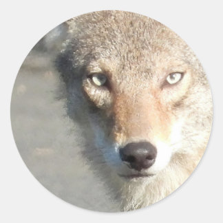 Coyote close up classic round sticker