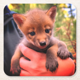 Coyote Cub Square Paper Coaster