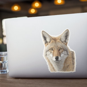 Coyote Head Animal Portrait