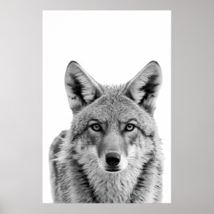 Coyote Head Portrait art Black white  Poster