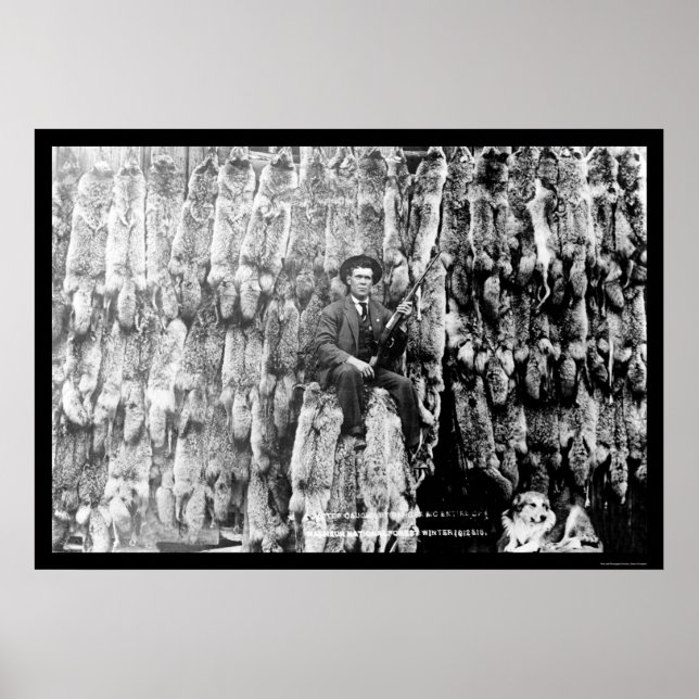 Coyote Hunter Amid Over 60 Pelts 1913 Poster (Front)