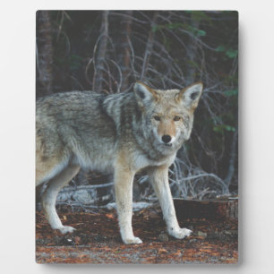 Coyote Hunting Plaque