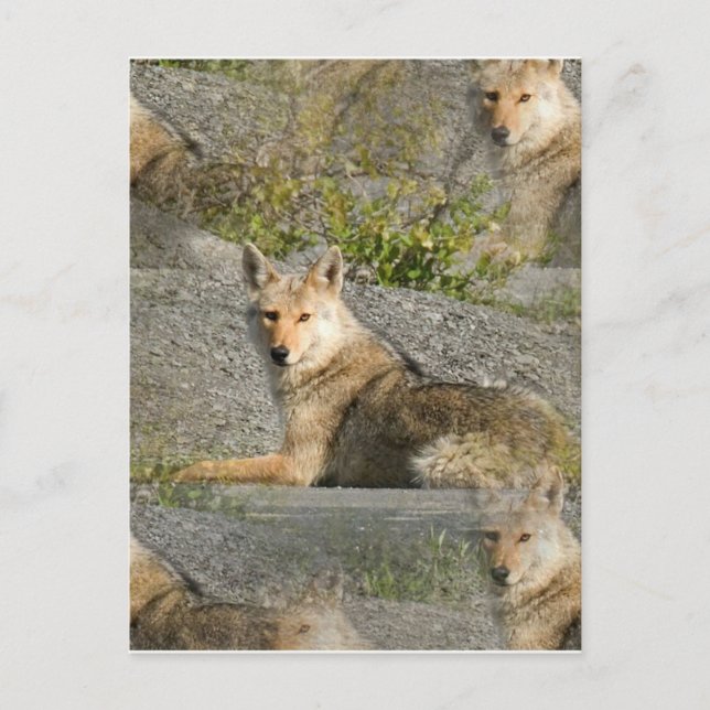 Coyote Images Postcard (Front)