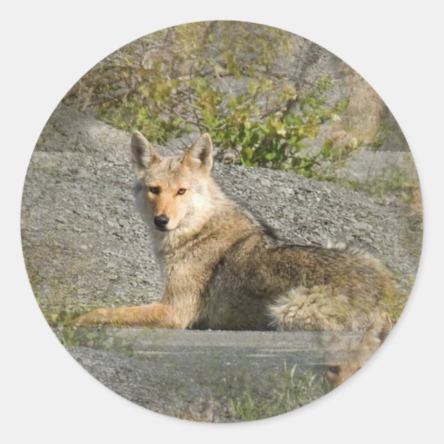 Coyote Images Stickers (Front)