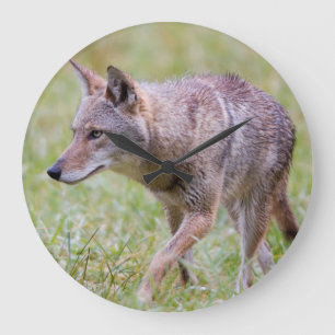 Coyote in field, Cades Cove Large Clock