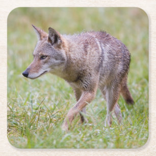 Coyote in field, Cades Cove Square Paper Coaster
