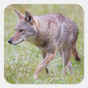 Coyote in field, Cades Cove Square Sticker