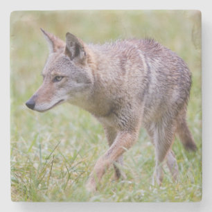 Coyote in field, Cades Cove Stone Coaster