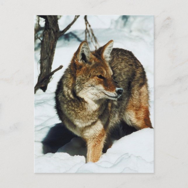 Coyote in Snow Postcard (Front)