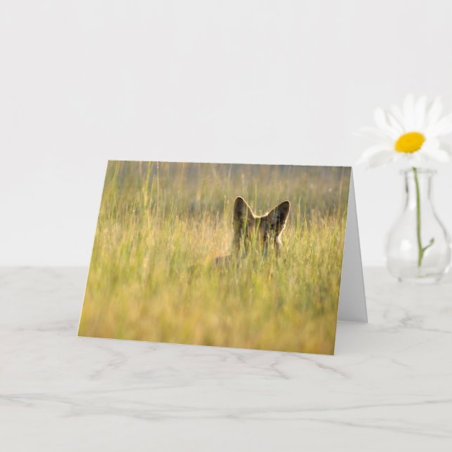 Coyote in sunlight folded greeting card (Small Plant)