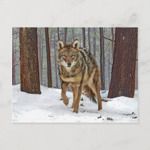 "Coyote In The Pines" Postcard